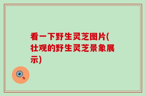 看一下野生灵芝图片(壮观的野生灵芝景象展示)