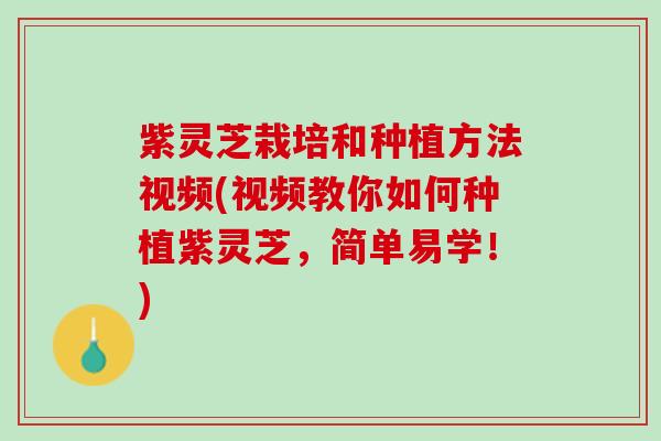 紫灵芝栽培和种植方法视频(视频教你如何种植紫灵芝，简单易学！)