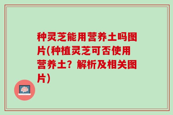 种灵芝能用营养土吗图片(种植灵芝可否使用营养土？解析及相关图片)