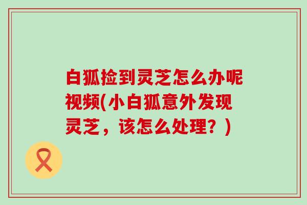 白狐捡到灵芝怎么办呢视频(小白狐意外发现灵芝，该怎么处理？)