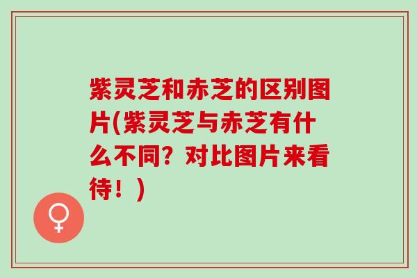 紫灵芝和赤芝的区别图片(紫灵芝与赤芝有什么不同？对比图片来看待！)