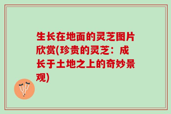 生长在地面的灵芝图片欣赏(珍贵的灵芝：成长于土地之上的奇妙景观)