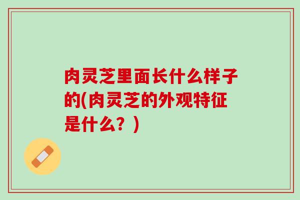 肉灵芝里面长什么样子的(肉灵芝的外观特征是什么？)