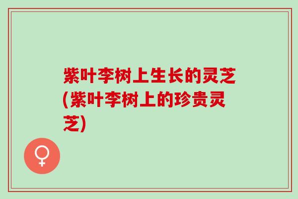 紫叶李树上生长的灵芝(紫叶李树上的珍贵灵芝)