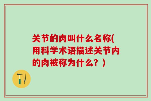 关节的肉叫什么名称(用科学术语描述关节内的肉被称为什么？)