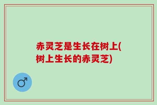 赤灵芝是生长在树上(树上生长的赤灵芝)