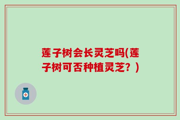莲子树会长灵芝吗(莲子树可否种植灵芝？)