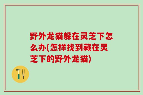 野外龙猫躲在灵芝下怎么办(怎样找到藏在灵芝下的野外龙猫)