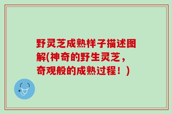 野灵芝成熟样子描述图解(神奇的野生灵芝，奇观般的成熟过程！)