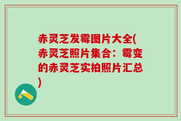 赤灵芝发霉图片大全(赤灵芝照片集合:霉变的赤灵芝实拍照片汇总) 赤灵芝发霉图片大全(赤灵芝照片集合:霉变的赤灵芝实拍照片汇总)