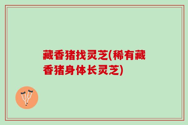 藏香猪找灵芝(稀有藏香猪身体长灵芝) 藏香猪找灵芝(稀有藏香猪身体长灵芝)