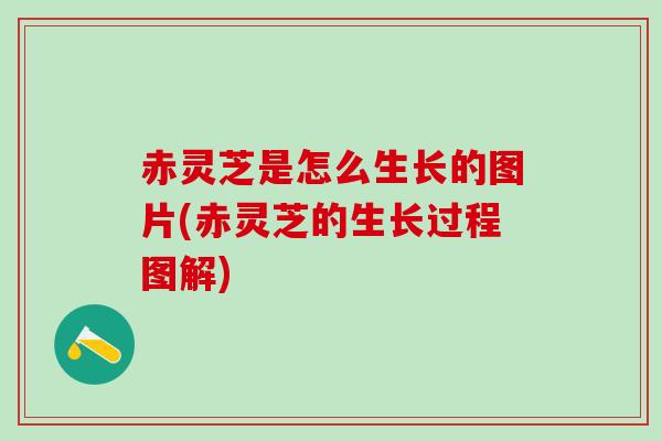 赤灵芝是怎么生长的图片(赤灵芝的生长过程图解) 赤灵芝是怎么生长的图片(赤灵芝的生长过程图解)