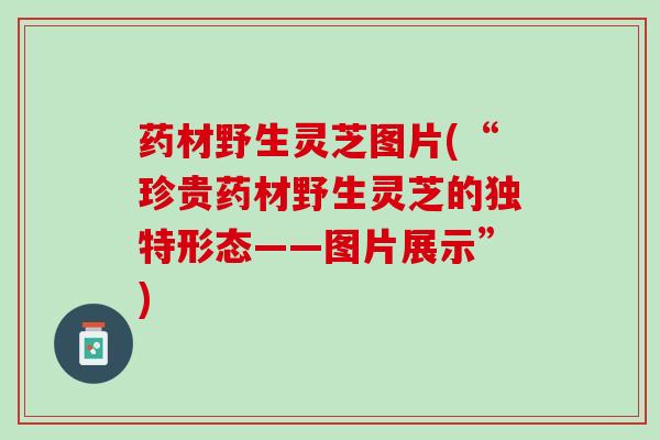 药材野生灵芝图片(“珍贵药材野生灵芝的独特形态——图片展示”) 药材野生灵芝图片(“珍贵药材野生灵芝的独特形态——图片展示”)