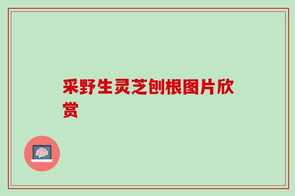 采野生灵芝刨根图片欣赏 采野生灵芝刨根图片欣赏