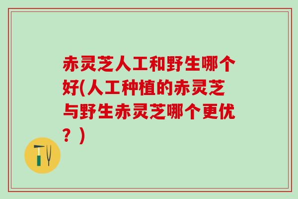 赤灵芝人工和野生哪个好(人工种植的赤灵芝与野生赤灵芝哪个更优?) 赤灵芝人工和野生哪个好(人工种植的赤灵芝与野生赤灵芝哪个更优?)