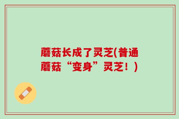 蘑菇长成了灵芝(普通蘑菇“变身”灵芝!) 蘑菇长成了灵芝(普通蘑菇“变身”灵芝!)