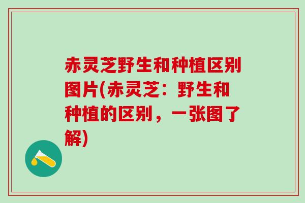 赤灵芝野生和种植区别图片(赤灵芝:野生和种植的区别,一张图了解) 赤灵芝野生和种植区别图片(赤灵芝:野生和种植的区别,一张图了解)