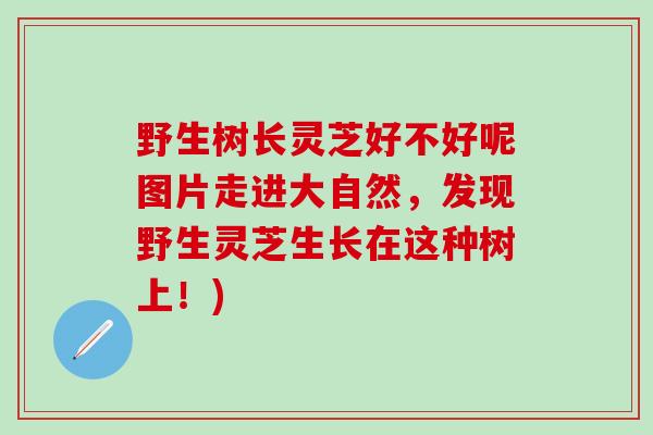 野生树长灵芝好不好呢图片走进大自然，发现野生灵芝生长在这种树上！)