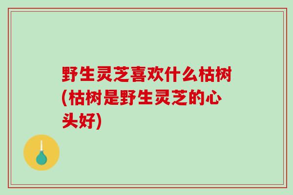 野生灵芝喜欢什么枯树(枯树是野生灵芝的心头好)