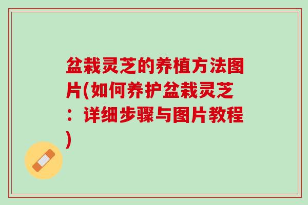 盆栽灵芝的养植方法图片(如何养护盆栽灵芝：详细步骤与图片教程)