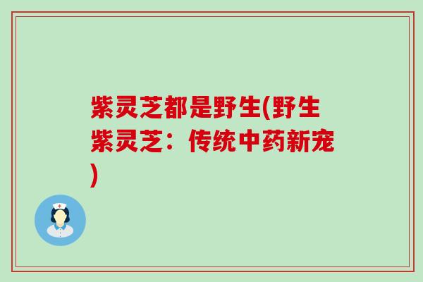紫灵芝都是野生(野生紫灵芝：传统中药新宠)