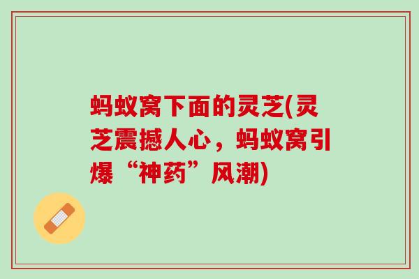 蚂蚁窝下面的灵芝(灵芝震撼人心，蚂蚁窝引爆“神药”风潮)