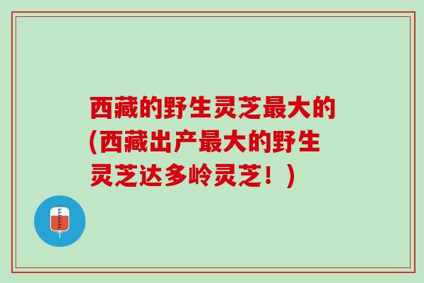 西藏的野生灵芝最大的(西藏出产最大的野生灵芝达多岭灵芝！)