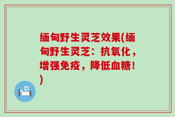 缅甸野生灵芝效果(缅甸野生灵芝：抗氧化，增强免疫，降低血糖！)