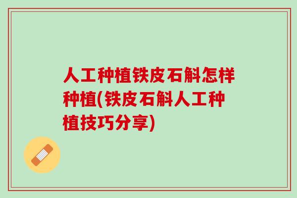 人工种植铁皮石斛怎样种植(铁皮石斛人工种植技巧分享)