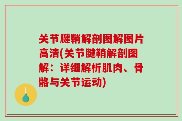 关节腱鞘解剖图解图片高清(关节腱鞘解剖图解：详细解析肌肉、骨骼与关节运动)