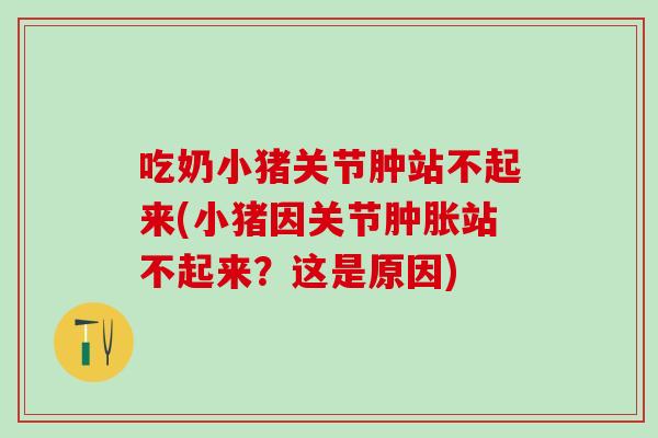 吃奶小猪关节肿站不起来(小猪因关节肿胀站不起来？这是原因)