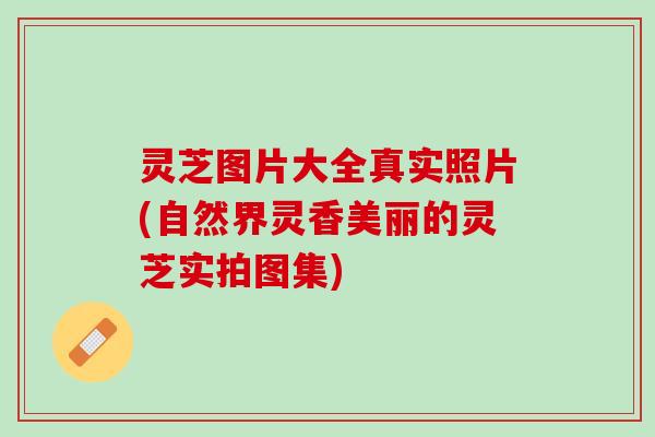灵芝图片大全真实照片(自然界灵香美丽的灵芝实拍图集)