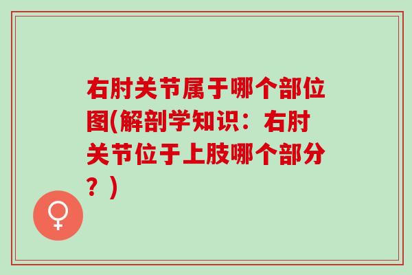 右肘关节属于哪个部位图(解剖学知识：右肘关节位于上肢哪个部分？)