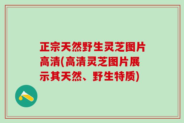 正宗天然野生灵芝图片高清(高清灵芝图片展示其天然、野生特质)