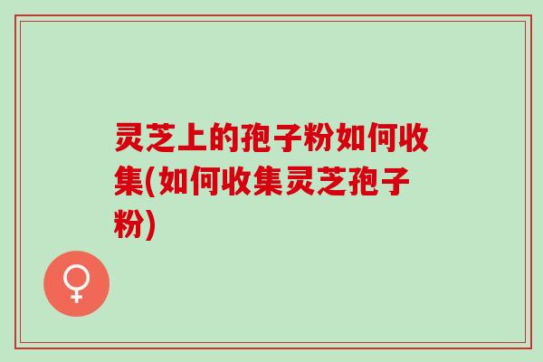 灵芝上的孢子粉如何收集(如何收集灵芝孢子粉)