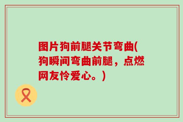 图片狗前腿关节弯曲(狗瞬间弯曲前腿，点燃网友怜爱心。)