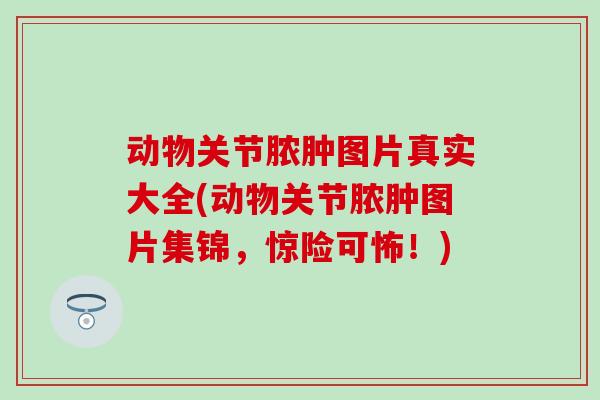 动物关节脓肿图片真实大全(动物关节脓肿图片集锦，惊险可怖！)