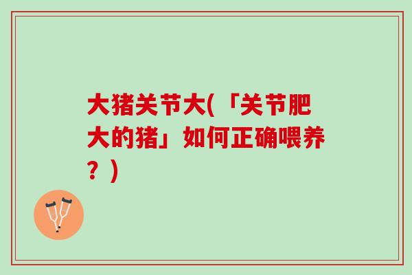 大猪关节大(「关节肥大的猪」如何正确喂养？)
