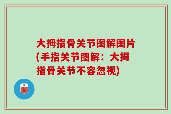 大拇指骨关节图解图片(手指关节图解:大拇指骨关节不容忽视) 大拇指骨关节图解图片(手指关节图解:大拇指骨关节不容忽视)