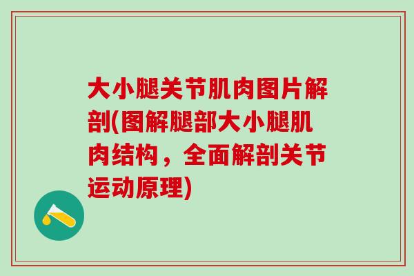 大小腿关节肌肉图片解剖(图解腿部大小腿肌肉结构，全面解剖关节运动原理)