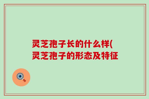 灵芝孢子长的什么样(灵芝孢子的形态及特征