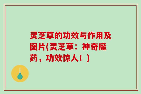 灵芝草的功效与作用及图片(灵芝草：神奇魔药，功效惊人！)