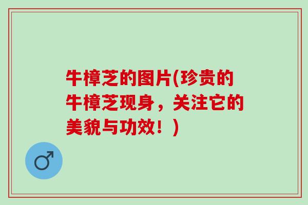 牛樟芝的图片(珍贵的牛樟芝现身，关注它的美貌与功效！)