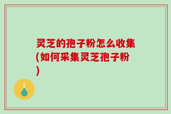 灵芝的孢子粉怎么收集(如何采集灵芝孢子粉)
