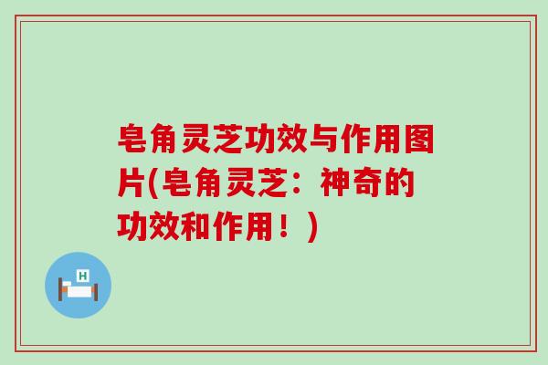 皂角灵芝功效与作用图片(皂角灵芝：神奇的功效和作用！)