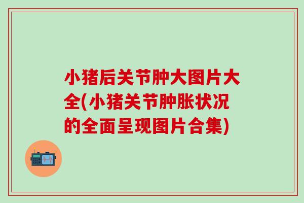 小猪后关节肿大图片大全(小猪关节肿胀状况的全面呈现图片合集)