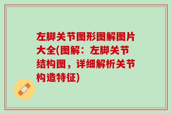 左脚关节图形图解图片大全(图解：左脚关节结构图，详细解析关节构造特征)