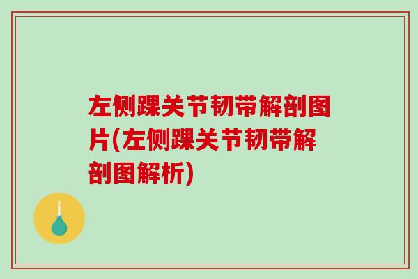 左侧踝关节韧带解剖图片(左侧踝关节韧带解剖图解析)