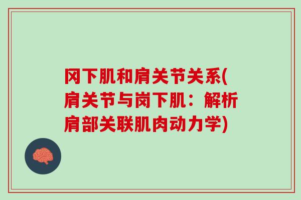 冈下肌和肩关节关系(肩关节与岗下肌：解析肩部关联肌肉动力学)