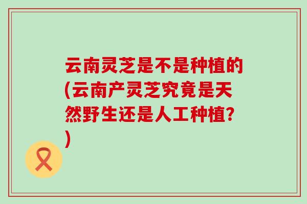 云南灵芝是不是种植的(云南产灵芝究竟是天然野生还是人工种植？)